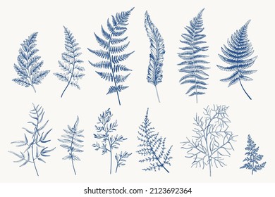 Set with fern leaves. Isolated floral design elements. Blue. 