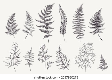 Set with fern leaves. Vector botanical illustration. Black and white.