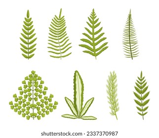 Set of Fern, Lush, Green Ancient Plant With Intricate Fronds That Unfurl In Beautiful Patterns. Isolated Botanical Elements on White. Delicate, Feathery Leaves, Foliage. Cartoon Vector Illustration