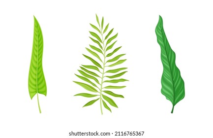 Set of fern and palm leaves. Green jungle exotic leaf for summer tropical design vector illustration