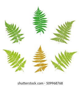 Set of fern  silhouettes. Vector.