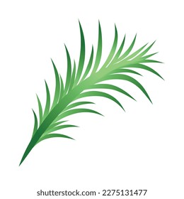 set of fern vector isolated on white background