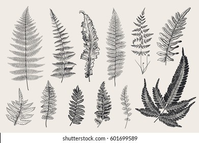 Set Ferns. 12 Leaves. Vintage vector botanical illustration. Black and white