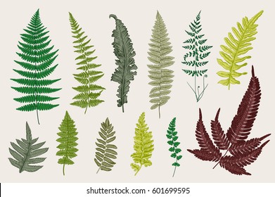 Set Ferns. 12 Leaves. Vintage vector botanical illustration. Colorful