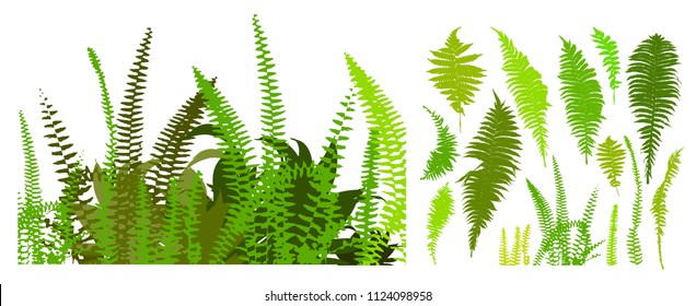 Set of ferns green