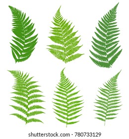 A set of ferns. Leaves of a fern, green on a white background. Vector illustration.