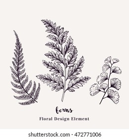 Set with ferns. Plants with leaves isolated on white background. Vector design elements. Black and white.