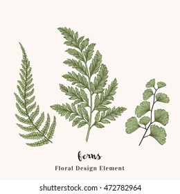 Set with ferns. Plants with leaves isolated on white background. Vector design elements. Engraving style. Botanical illustration.