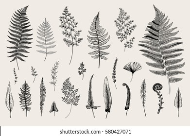 Set Ferns. Vintage vector botanical illustration. Black and white