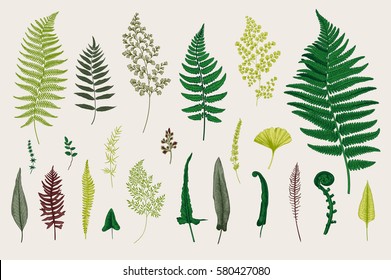 Set Ferns. Vintage vector botanical illustration. Colorful