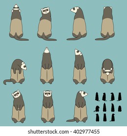 Set of ferret standing poses