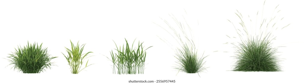 set of Festuca,Hakonechloa grass on transparent background
