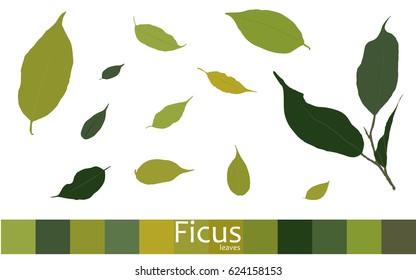 set of ficus leaves. green. Eps 8