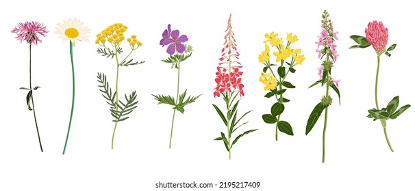 conjunto de flores de campo, dibujo vectorial de plantas silvestres de fondo blanco, elementos florales, ilustración botánica dibujada a mano