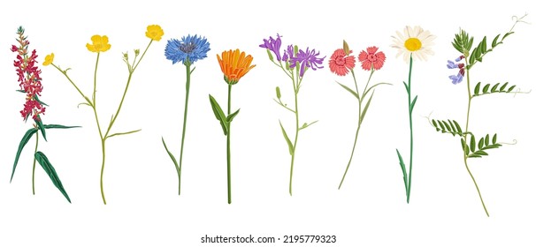 BlumenSatz, Vektorgrafik von Wildpflanzen auf weißem Hintergrund, Blumenbestandteile, handgezeichnet botanische Illustration