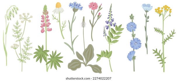 set of field flowers, vector drawing wild plants at white background, floral elements, hand drawn botanical illustration