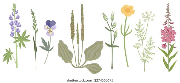 set of field flowers, vector drawing wild plants at white background, floral elements, hand drawn botanical illustration