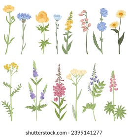 set of field flowers, vector drawing wild plants at white background, floral elements, hand drawn botanical illustration