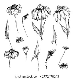 Set with field, garden flower daisy, chrysanthemum. Composition for children and adults with beautiful delicate daisies, chrysanthemums in different positions. manual graphics. isolate. For textiles, 