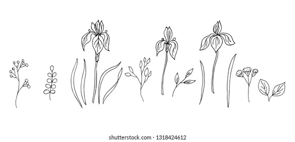 Set of field herbs and irises. Vector illustration.