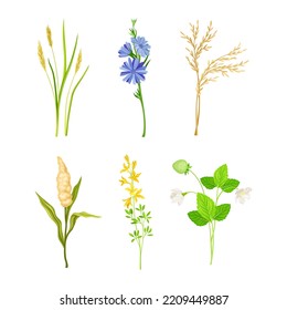 Set of field and meadow wild flowers and herbs. Sorghum, cornflower, strawberry, cereal decorative herbal plants cartoon vector illustration