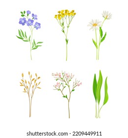 Set of field and meadow wild flowers and herbs. Flax, tansy, chamomile, wild garlic decorative herbal plants cartoon vector illustration