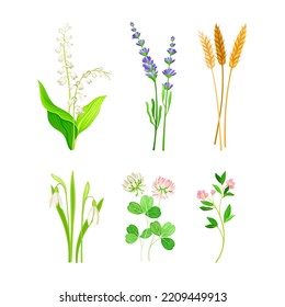 Set of field and meadow wild flowers and herbs. Snowdrop, lavender, ear of wheat, clover, lily of the valley decorative herbal plants cartoon vector illustration