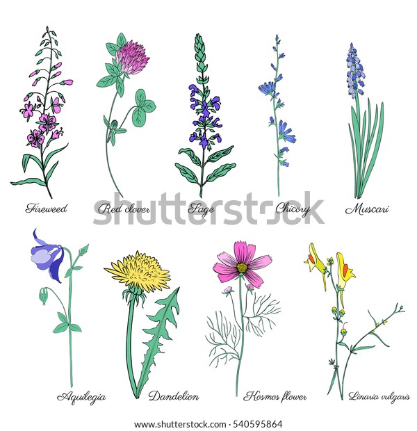 Set Field Plants Chamerion Fireweed Willow Stock Vector (Royalty Free ...