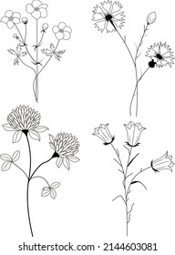 Set of field and plants. Collection of hand drawn flowers and herbs. Botanical plant illustration. Clover, bluebell, cornflower.