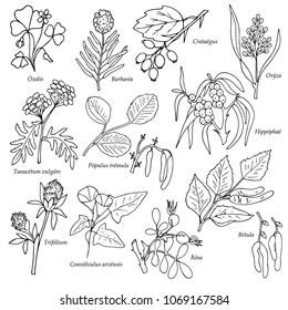 set of field plants with latin names, hand drawing style, vector illustration, outline on white