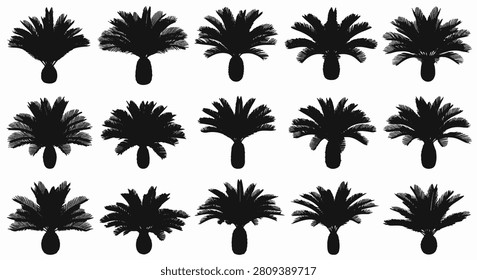 Set of fifteen black silhouettes featuring cycad palms and sago trees with detailed fronds, isolated on a white background for botanical illustrations and tropical design themes.
