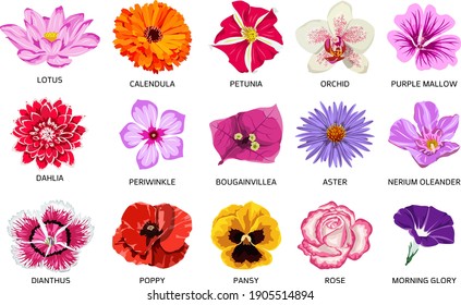 Set of fifteen types of flowers. Beautiful vector illustration of colorful bloom. 