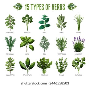 Set of fifteen types of herbs suitable for herbal shops, cuisine and healthy lifestyle concepts