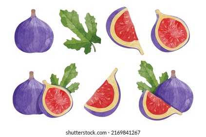 Set of Fig fruit  with leaves Design elements. watercolour style vector illustration.	