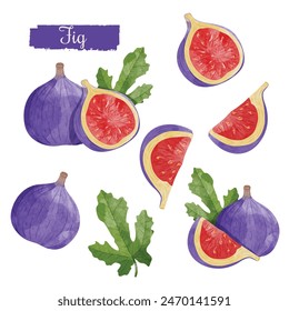 Conjunto de fruta de higo con hojas Elementos de diseño. Ilustración vectorial de estilo acuarela.