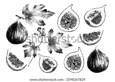 Set of fig fruit with leaves. Vector illustration. Botanical drawing of useful product. Sketch of berry silhouette in graphic style. Vegan organic eco food. Black and white art for packaging, menu.