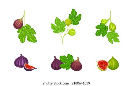 Set of fig fruit whole and cut. Fresh delicious tropical fruit vector illustration