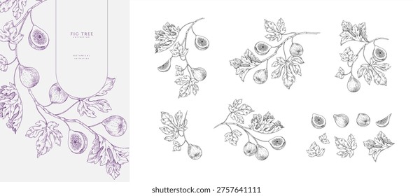 Set of fig tree brunch and leaves. Detailed hand drawn ink illustration for template layout design, brochure or cover for food card or menu
