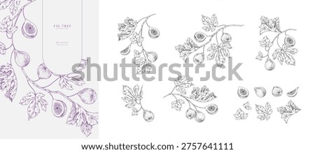 Set of fig tree brunch and leaves. Detailed hand drawn ink illustration for template layout design, brochure or cover for food card or menu