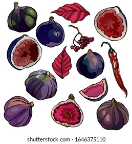 Set of figs, berries, leaves, pepper. Whole fruits and pieces. Tasty and healthy vegetarian food. Collection of vector stock illustrations. Hand drawn, colorful, purple and blue, isolated.