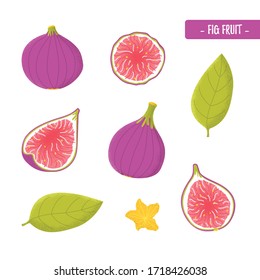 Set of figs fruit in modern flat style. Healthy isolated exotic purple food. Vitamin plant. Vector Illustration 