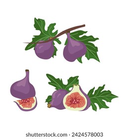 Set of Figs with leaf isolated on white background. vector illustration.