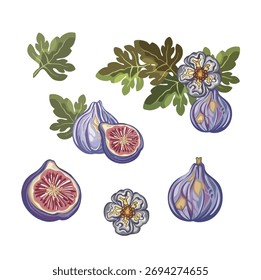 Set of figs on a branch, hand drawn illustration
