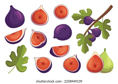 Set of Figs Sweet, Juicy, Crunchy Fruits and Fig Tree Branches with Leaves. Desserts with Smooth Skin And Red Flesh Dotted With Seeds. Snack, Tasty Ingredient Icons. Cartoon Vector Illustration