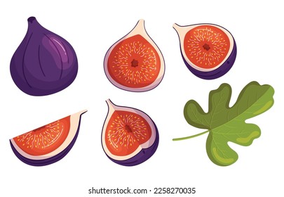 Set of Figs Sweet, Juicy Fruits and Tree Leaf. Isolated Fig with Soft Skin And Unique Texture and Small Edible Seeds Inside, Source Of Fiber, Potassium And Antioxidant. Cartoon Vector Illustration