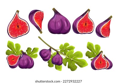 A set of figs.Fig tree fruits.Whole and sliced figs with fig leaves.A branch with figs.Vector illustration.