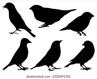 Set of Finch Birds Silhouette Vector Art