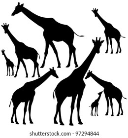 set of fine giraffe silhouettes - black outlines on white