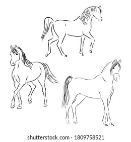 set of fine horses outlines - vector collection, beautiful horse, vector sketch illustration