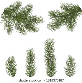 Set of fir branches for Christmas decor. Christmas tree branches close-up in a realistic style. EPS10